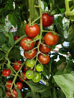 ST6-plant