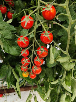 ST155-plant